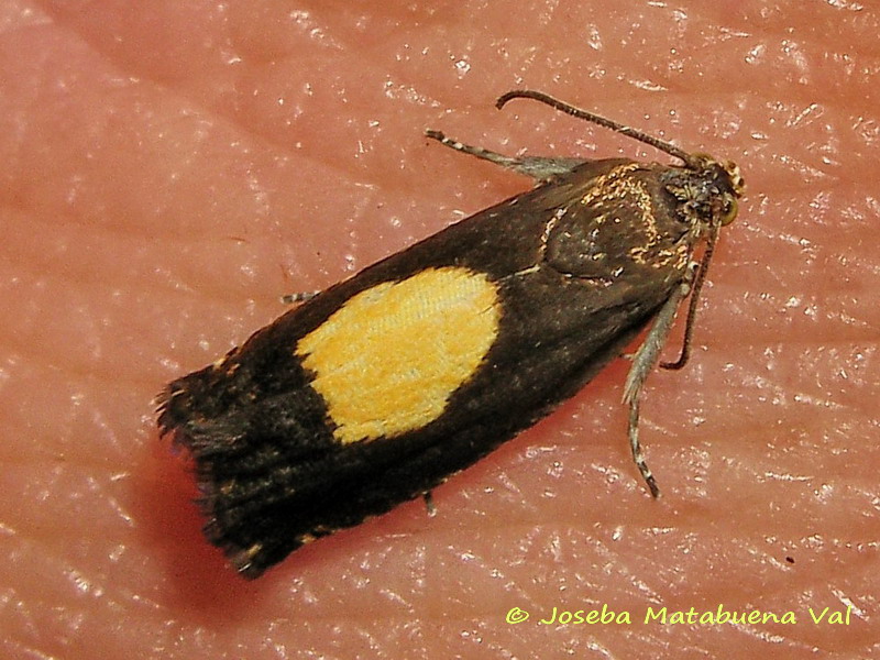 Pammene sp. (trauniana o regiana) - Tortricidae